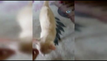 Bu da çekirdek çitleyen kedi