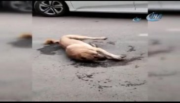 Vahşet! Çok sayıda sokak köpeği...