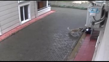 Bursa'da aç kalan köpekler ilkokul öğrencisine böyle saldırdı