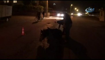Bursa'da hamile atı ölüme terk ettiler