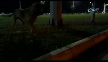 Fareye saldıran köpek kavgayı kazanamadı