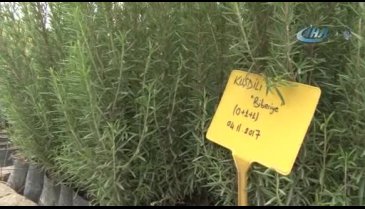 Bursa Orman Bölge Müdürlüğü harekete geçti! Artık lavanta kokacak