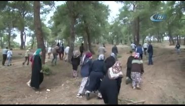 Bursa'da ağaçların tıraşlanmasına köylülerden tepki