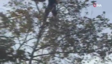 Dal kırılınca neye uğradığını şaşırdı