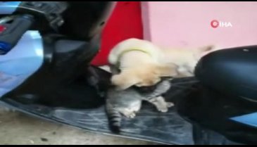 Bursa'da kedi ve köpeğin dostluğu insanlara ders verdi