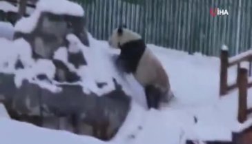 Pandalardan kar keyfi