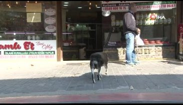 Bursa'da esnaf o köpeğe ve yavrularına sahip çıktı