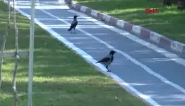 Kan donduran olay! Şehir magandası dehşete düşürdü