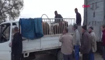 Bursa'da genç çiftçiler hibe edilen hayvanları almadı