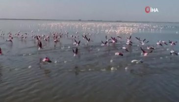 Çukurova Deltası flamingolarla renklendi