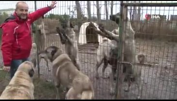 Bursa'da 125 bin liraya kangal köpeği