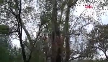 Bursa'daki tarihi İnkaya Çınarı'na 'abi' geliyor!