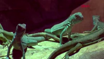 Bursa'da iguana yavrularına ilgi