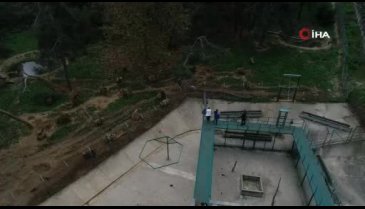 Bursa'da 79 ayı kış uykusuna hazırlanıyor