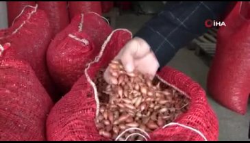 Bursalı çiftçi arpacık soğanı fiyatlarından memnun