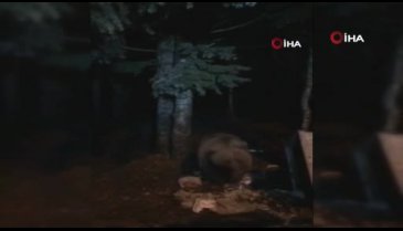 Bursa Uludağ'da aç kalan ayılar yiyecek aramaya çıktı
