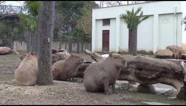 Bursa'da 4 yavru kapibara dünyaya geldi