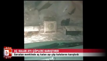 Bursa'da aç kalan ayı çöpleri karıştırdı