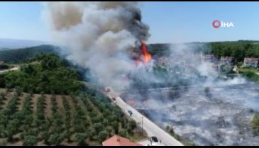 Bursa'da yanan 36 hektar alan ağaçlandırılacak