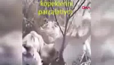 Köpeklerine sokak köpeğini parçalattı!
