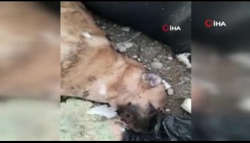 Adana'da ayakları bağlı halde ölmüş iki köpek bulundu