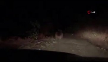 Ayılardan özür dileyip bal verdi