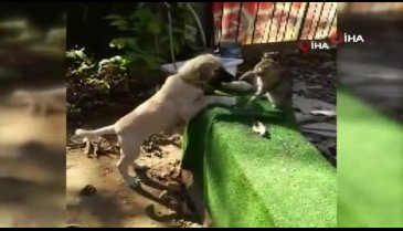 Bursa'da kedi ile köpeğin inanılmaz dostluğu