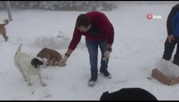 Bursa'da donmak üzere olan köpekleri sobanın yanında ısıtıp etle besliyor