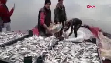 Bursa İznik Gölü'nde gümüş balığı şaşkınlığı