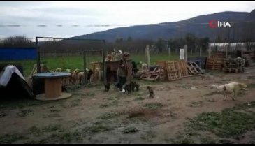 Bursa'da hasta hayvanlar için barınak kurdu