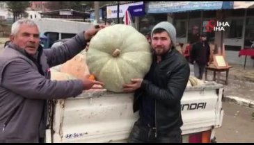Bursa'daki bu kabakların tanesi köyü doyuruyor