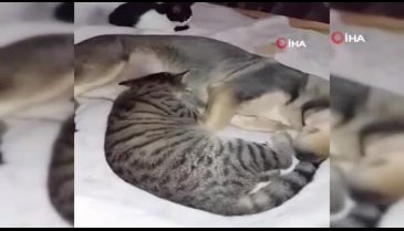 Bursa'daki bu kedilerin annesi bir köpek!