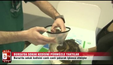 Bursa'da kediyi canlı canlı yaktılar