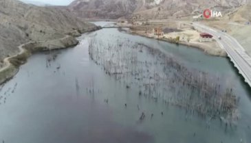 Baraj suları yükselince karabataklar yuvalarını taşıdı