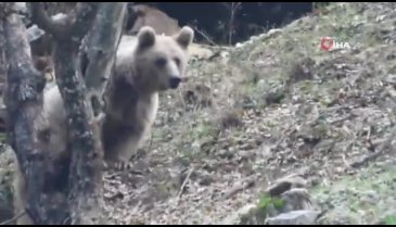 Kış uykusuna yatmayan ayı ve yavrusu
