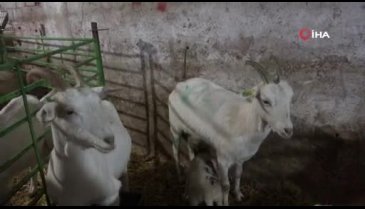 Bursa'daki bu keçiler kuzulara annelik yapıyor