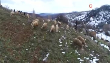 Çobanların kış mesaisi başlıyor