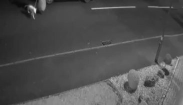 Terk edilen köpeğe binlerce talip