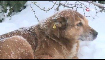 Bursa Osmangazi Belediye Başkanı Dündar sahipsiz köpekleri elleriyle besledi