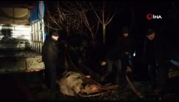 Bursa'da 300 kiloluk inek kamyonetten karayoluna savruldu