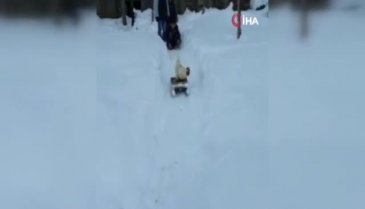 Horozun kızak keyfi