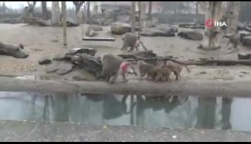 Bursada kar altında hayvanların muhteşem görüntüleri