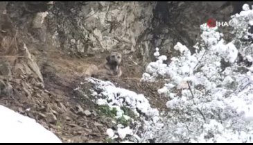 Bursa Nilüfer'in ormanlarındaki can dostları unutulmadı