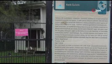 Bursa'da bu kediler villalarda sobanın başında kışın tadını çıkarıyor