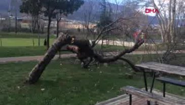 Bursa'da etkili lodos, yerini sağanak yağışa bıraktı