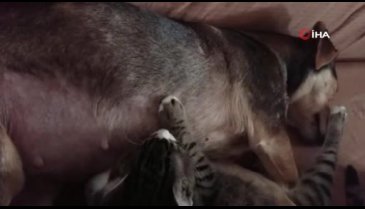 Bursa'daki bu köpek kediye annelik yapıyor