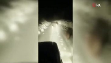 Ayılar karayoluna indi