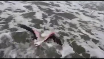 Bursalı fotoğrafçı yaralı flamingo ve yavru baykuşa evinde bakıyor