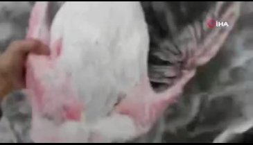 Bursa'da avcıların vurduğu yaralı flamingo koruma altında