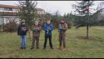 Bursa'da tedavileri tamamlanan şahinler hürriyete uçtu